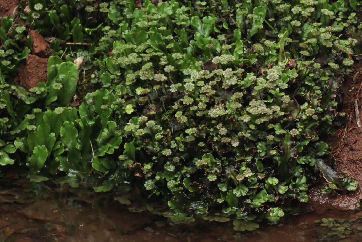 Изображение особи Marchantia polymorpha.