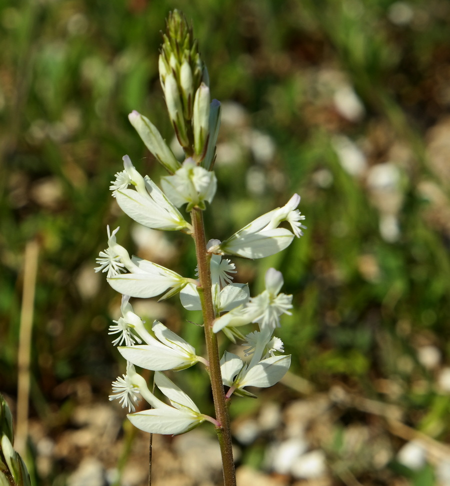 Image of Polygala major specimen.