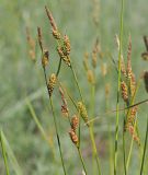 Carex diluta