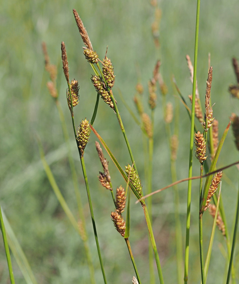 Изображение особи Carex diluta.