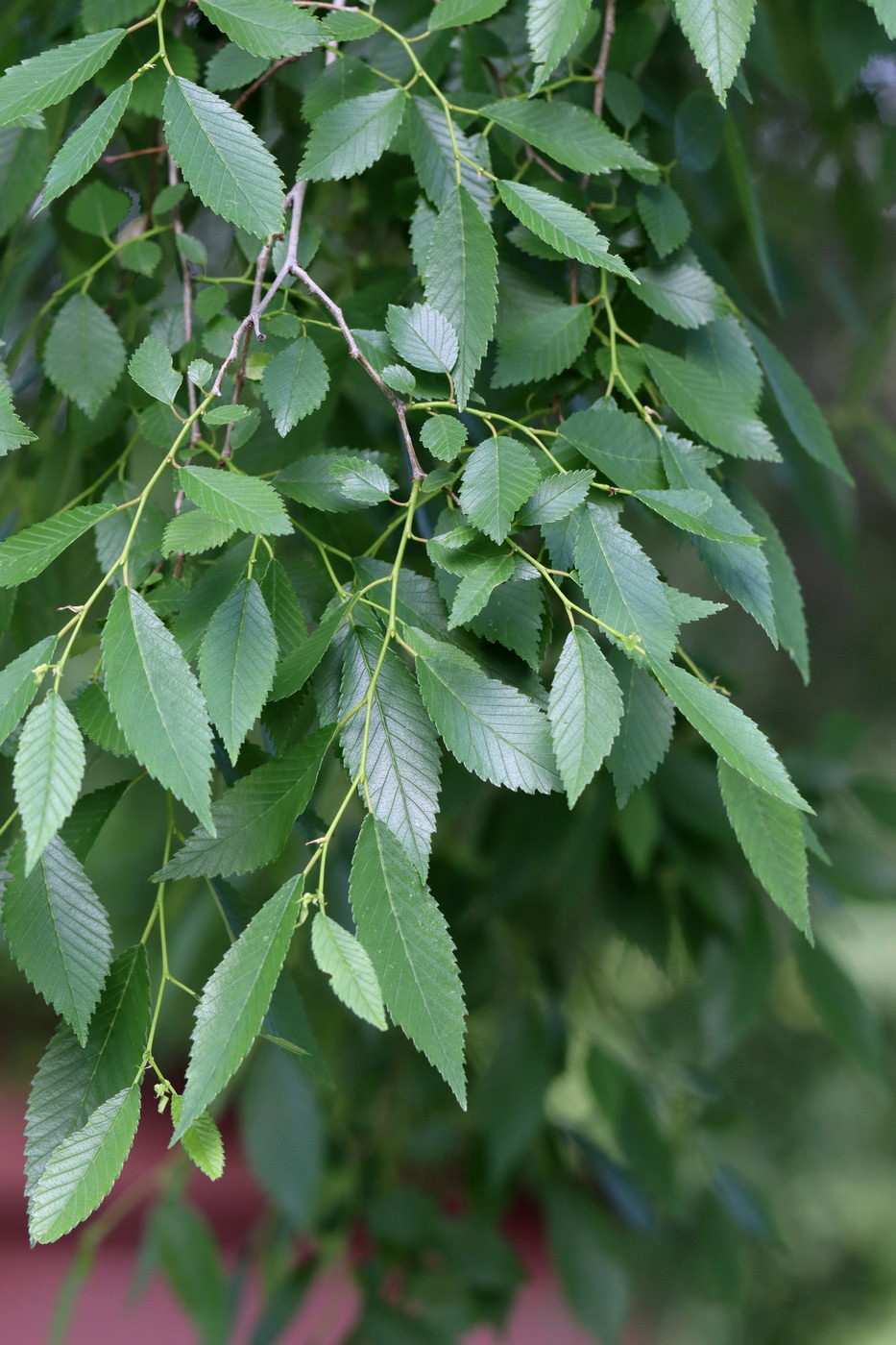 Image of Ulmus pumila specimen.