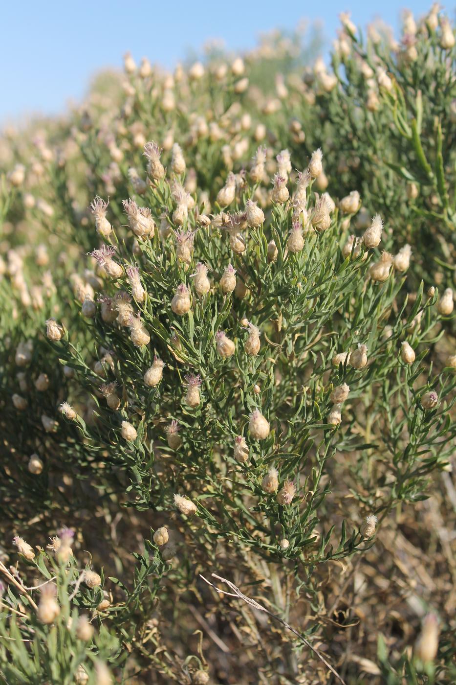 Image of Acroptilon repens specimen.