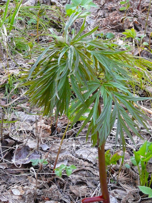 Image of Paeonia anomala specimen.