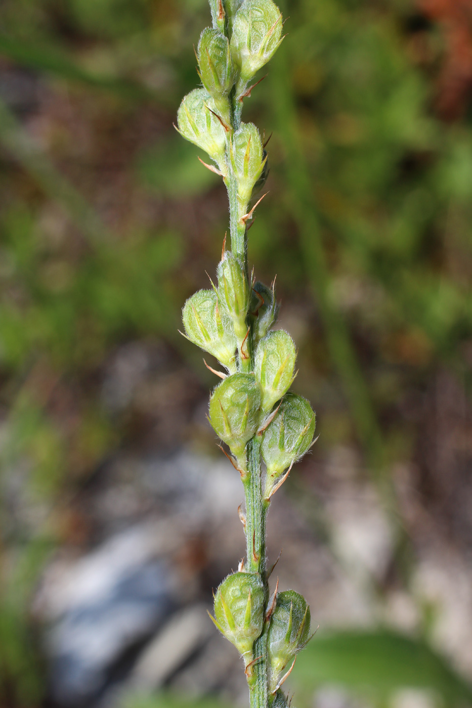 Image of Onobrychis inermis specimen.