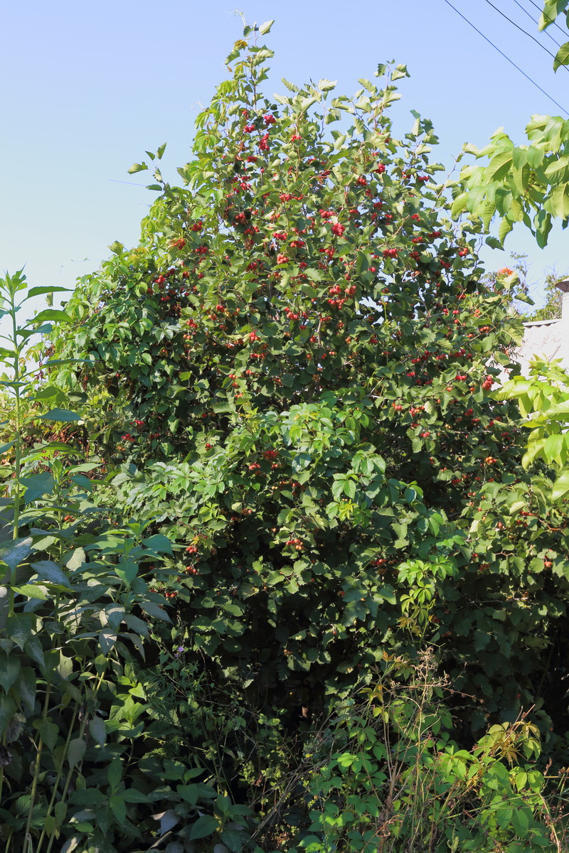 Изображение особи Crataegus submollis.