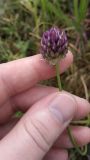 Allium rotundum