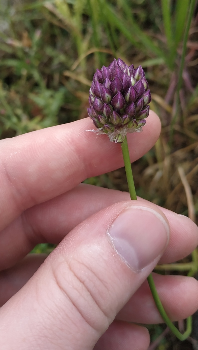 Image of Allium rotundum specimen.