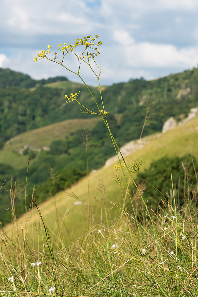 Изображение особи Peucedanum longifolium.