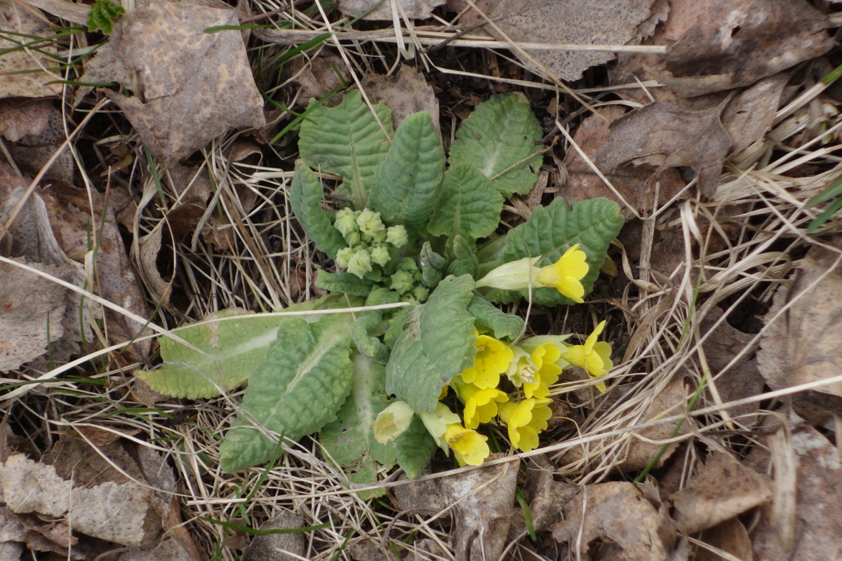 Image of Primula veris specimen.