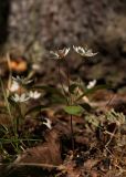 Trientalis europaea