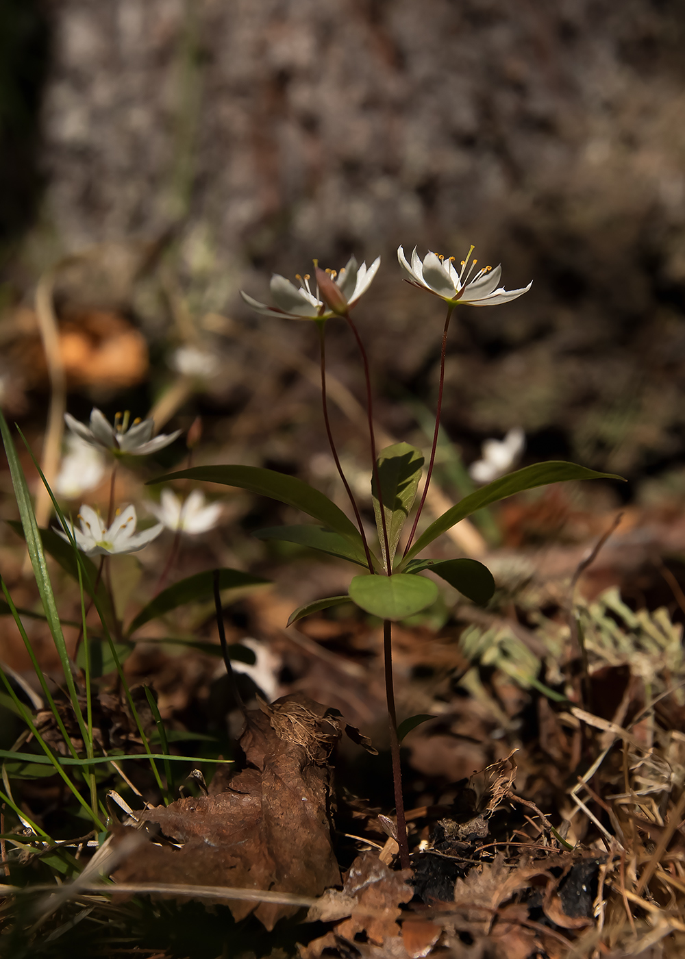 Изображение особи Trientalis europaea.