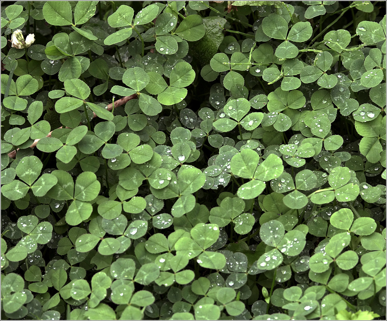 Image of Trifolium repens specimen.