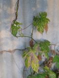 Humulus lupulus