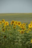 Helianthus annuus