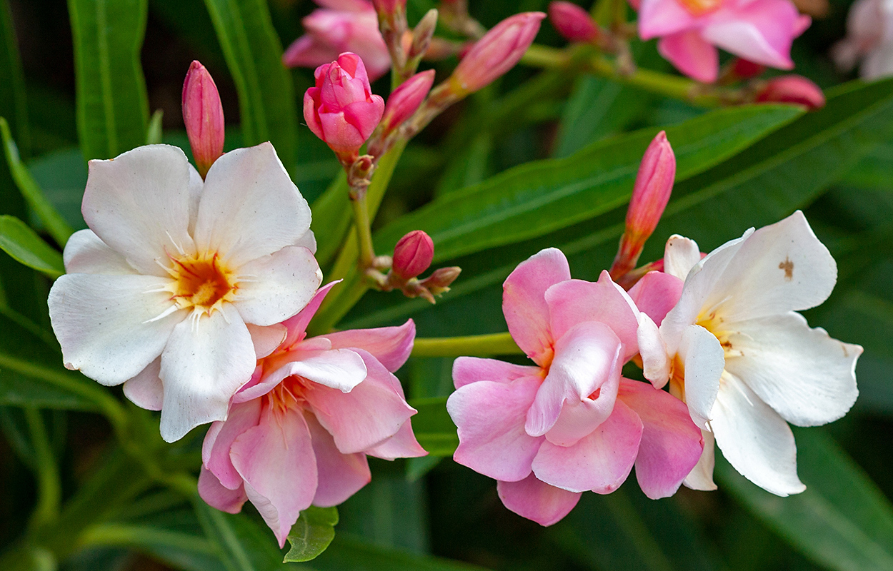 Изображение особи Nerium oleander.