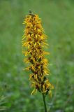 Ligularia fischeri