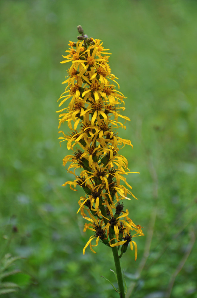 Изображение особи Ligularia fischeri.