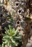 Coris подвид strossiae