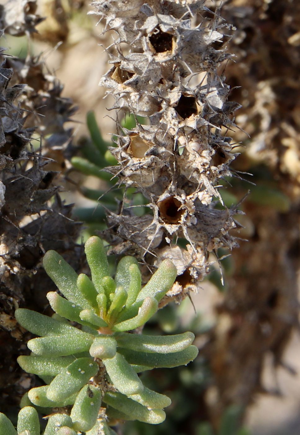 Image of Coris monspeliensis ssp. strossiae specimen.