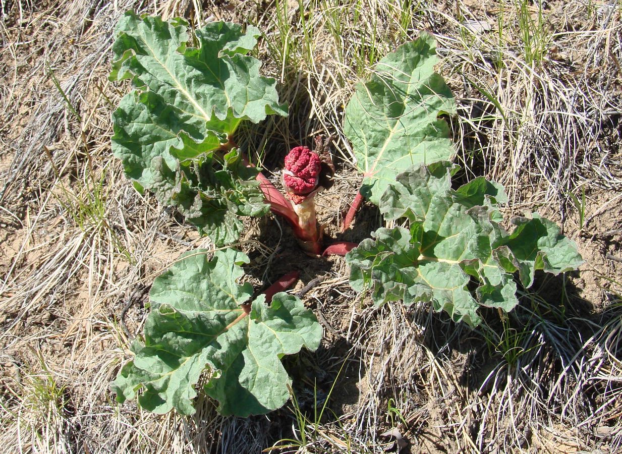 Image of Rheum rhabarbarum specimen.