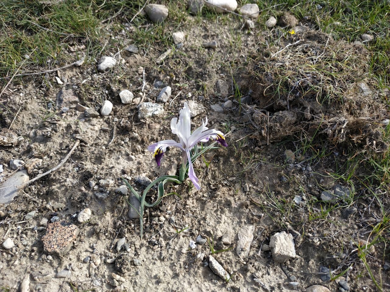 Image of Juno narbutii specimen.