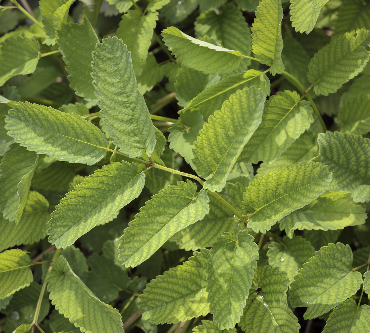 Image of Sanguisorba obtusa specimen.