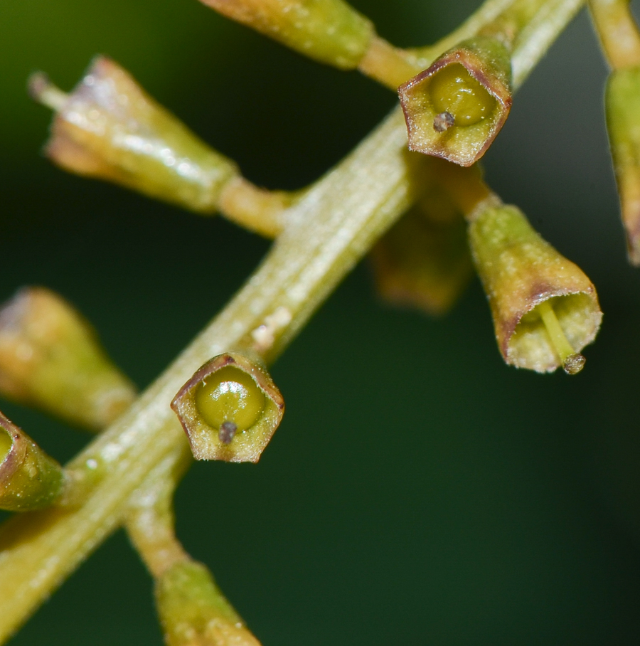 Image of Citharexylum spinosum specimen.