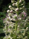 Phytolacca acinosa