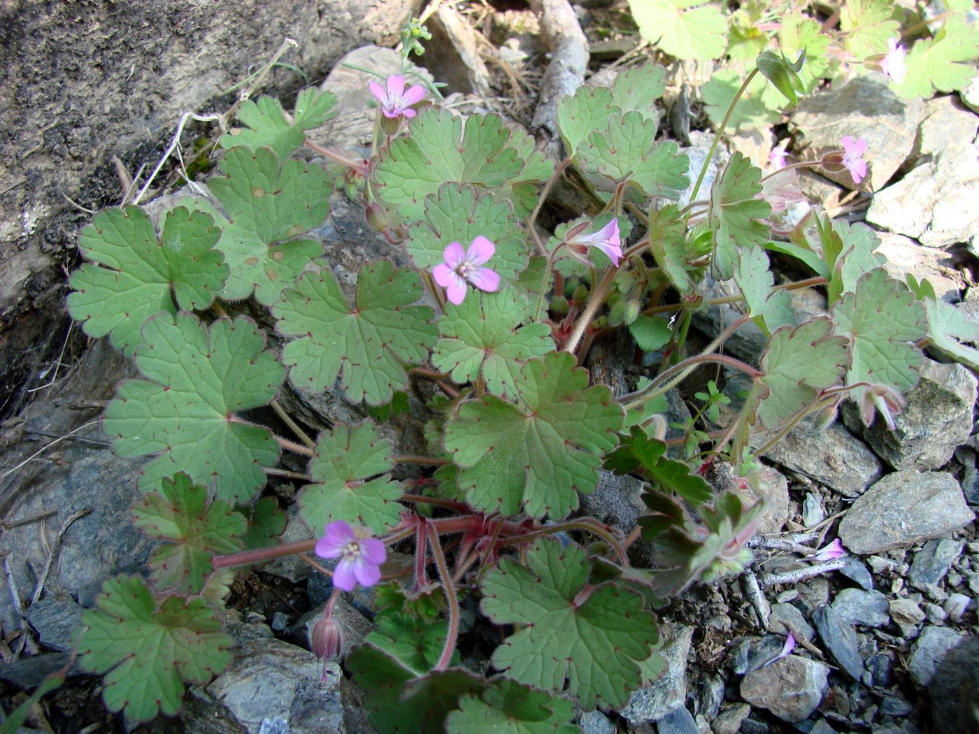 Image of Geranium rotundifolium specimen.