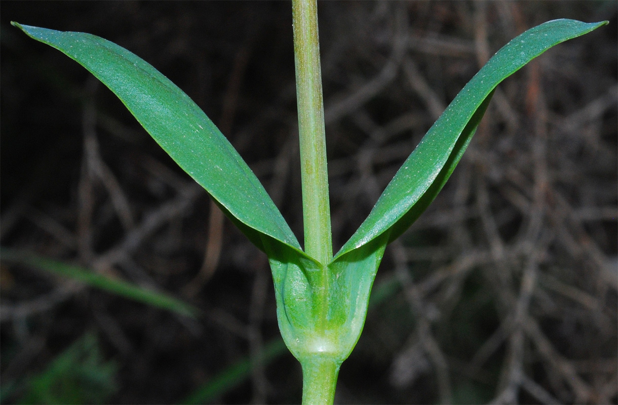 Изображение особи Cerastium perfoliatum.