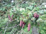 Picea ajanensis