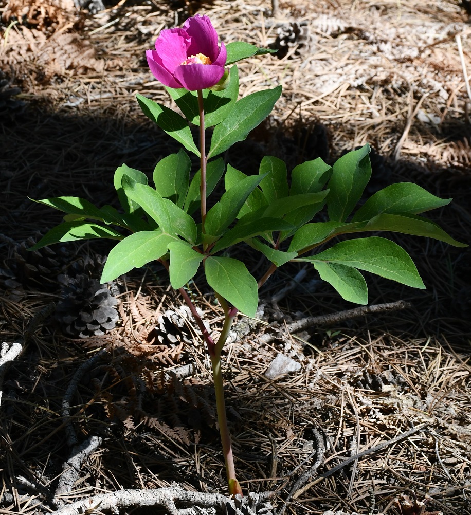 Image of Paeonia mascula specimen.