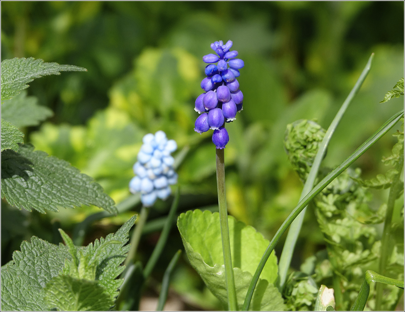 Изображение особи род Muscari.