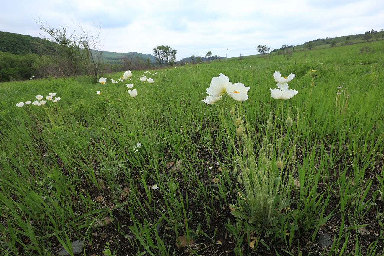 Image of Papaver amurense specimen.