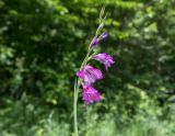 Gladiolus tenuis