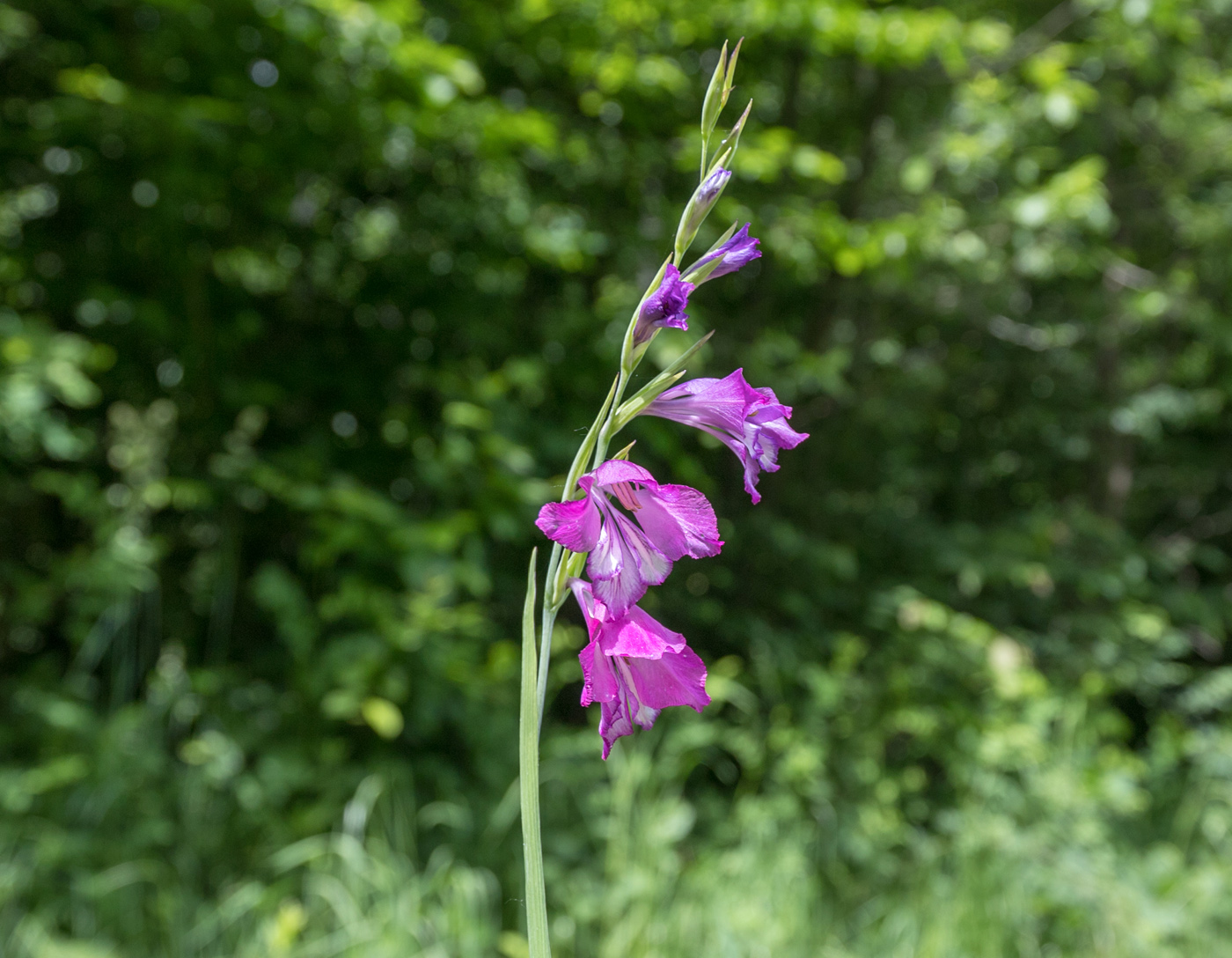 Image of Gladiolus tenuis specimen.