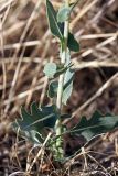 Lactuca serriola. Прикорневая часть растения. Южный Казахстан, нижний Боролдай, 2 км выше пос. Коктюбе. 23.06.2010.