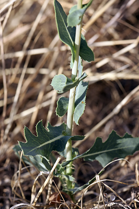 Изображение особи Lactuca serriola.