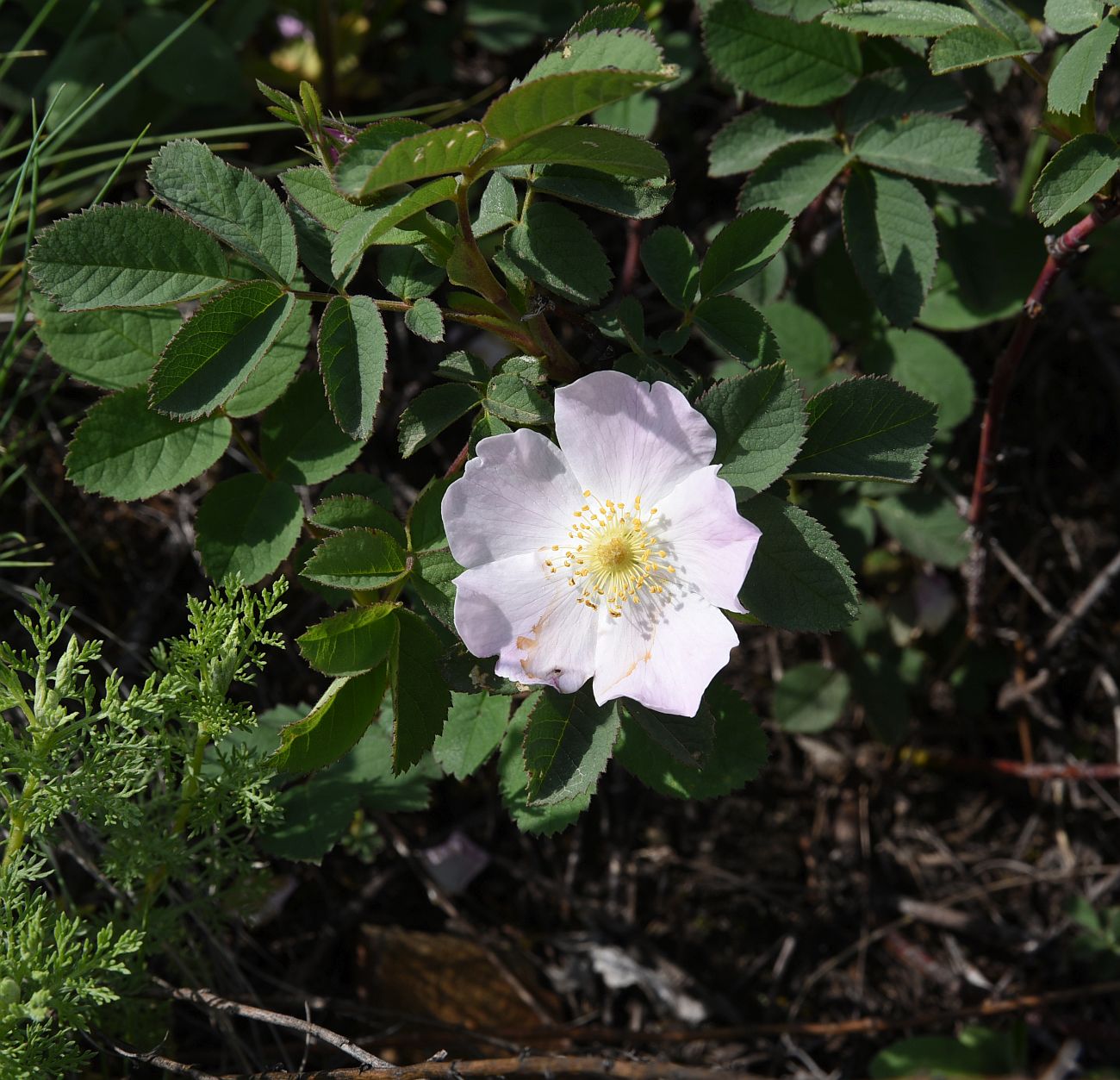 Image of genus Rosa specimen.