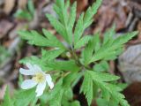 Anemone altaica Fisch. ex C.A. Mey. × Anemone uralensis