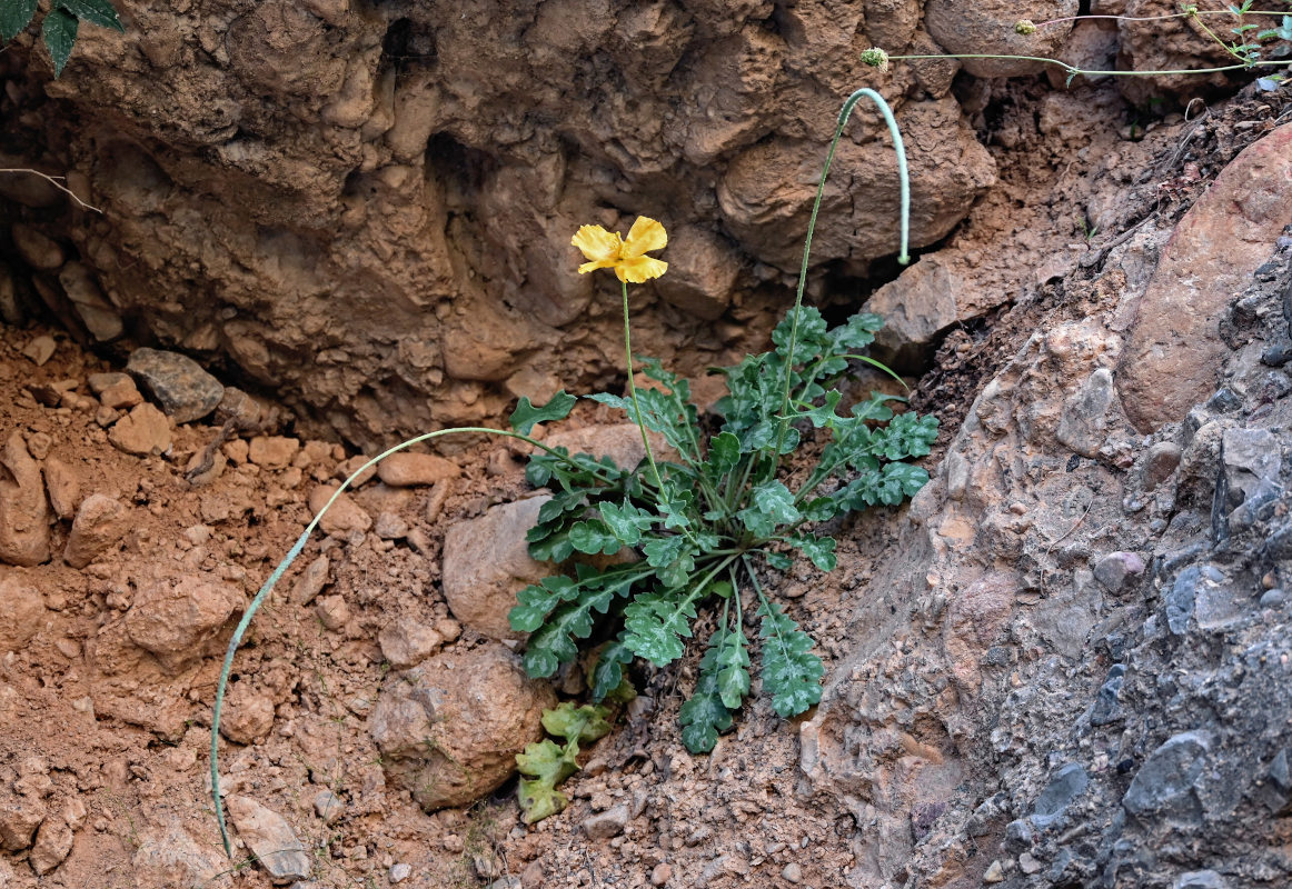 Image of Glaucium squamigerum specimen.