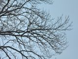 Fraxinus excelsior. Ветви старого дерева. Санкт-Петербург, Старый Петергоф, парк \"Сергиевка\". Январь 2008 г.