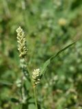 Persicaria lapathifolia. Верхушка побега с соцветиями. Марий Эл, Оршанский р-н, окр. оз. Табашинское, разнотравный луг. 12.08.2022.