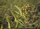 Lysimachia vulgaris. Верхушка плодоносящего растения. Ханты-Мансийский автономный округ — Югра, Октябрьский р-н, сельское поселение Курымкары, окр. пос. Горнореченск, правый берег р. Обь, разнотравный луг. 03.09.2022.