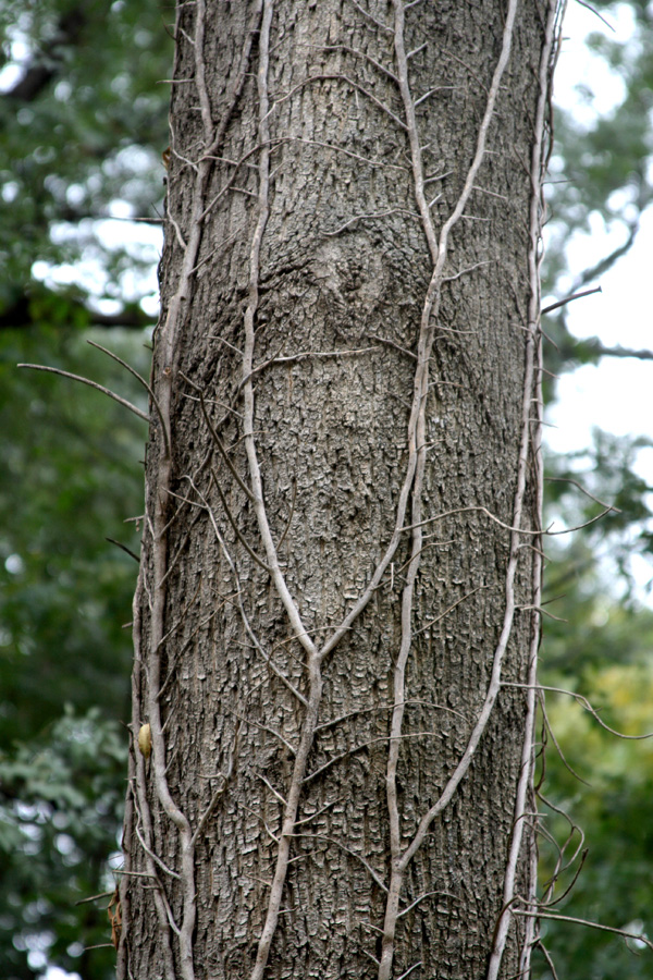 Image of Fraxinus pallisae specimen.