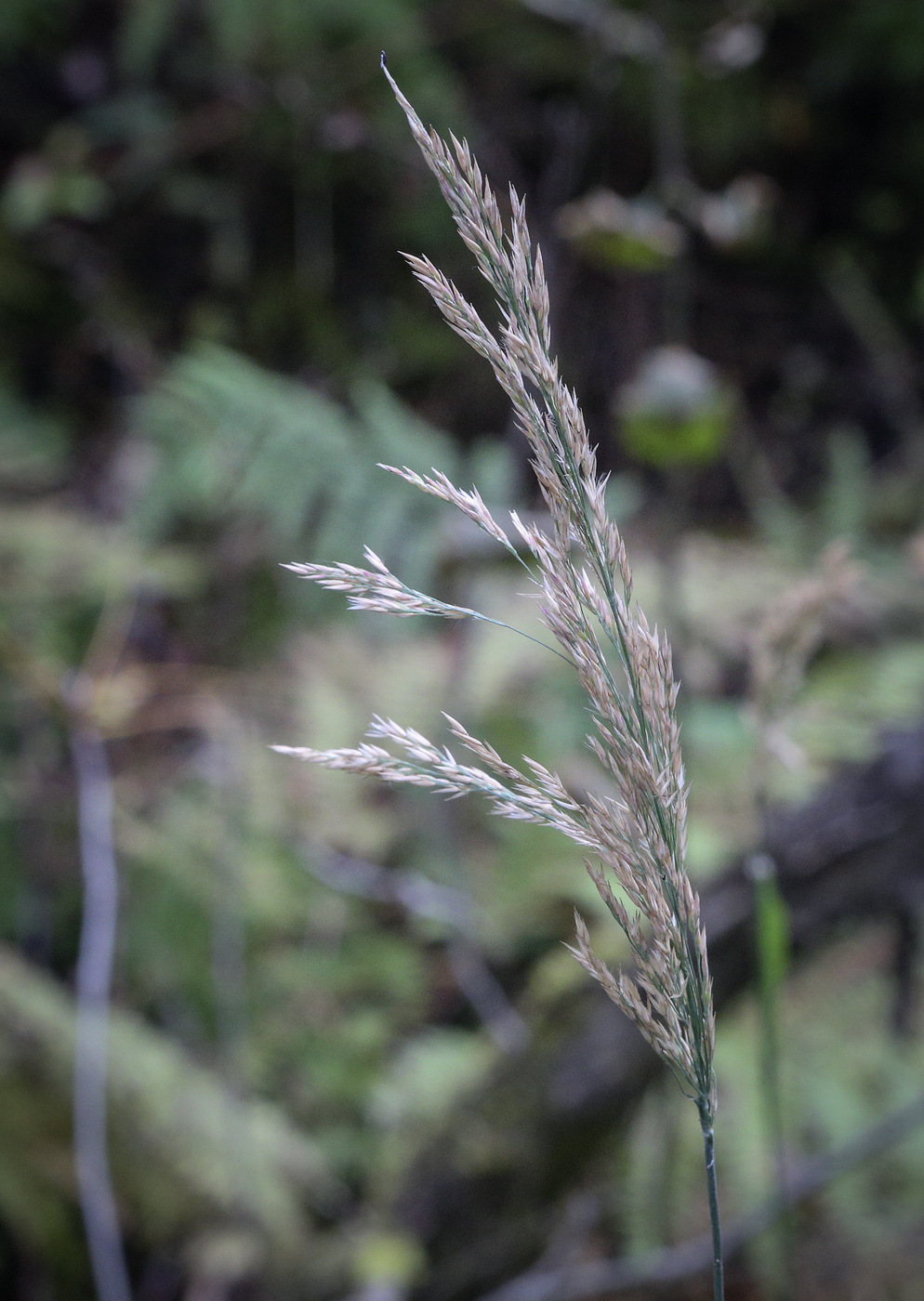 Image of genus Calamagrostis specimen.