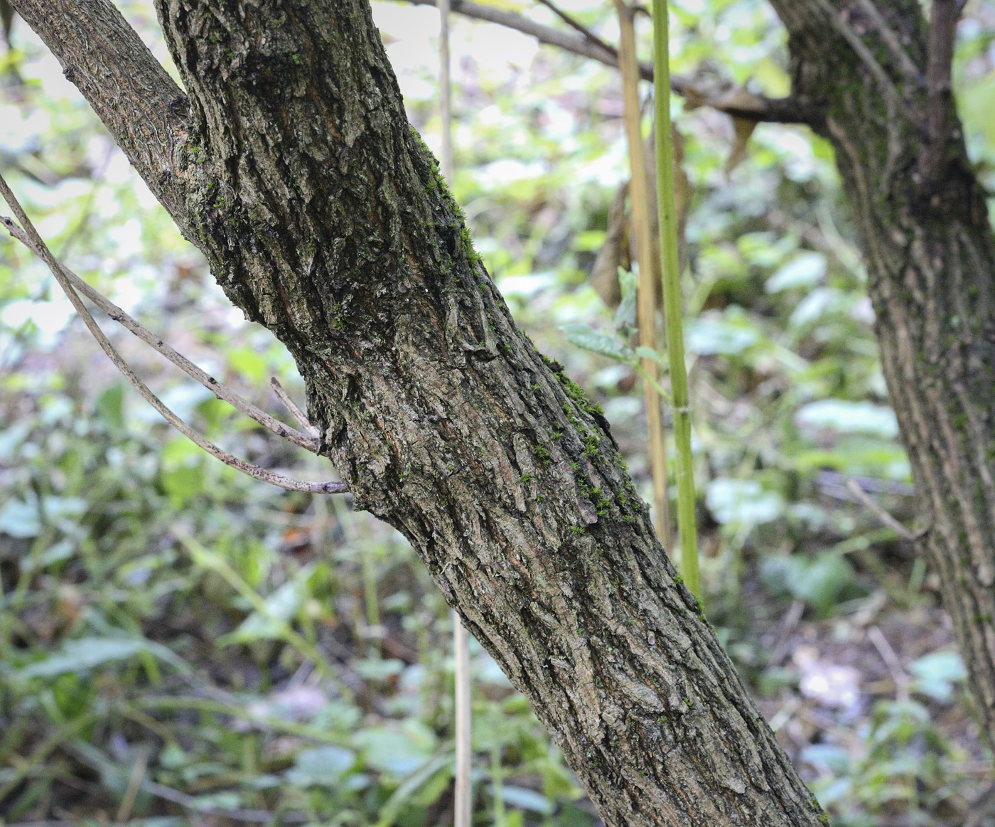 Image of Flueggea suffruticosa specimen.