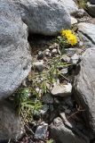 Hieracium umbellatum. Цветущее растение. Бурятия, Тункинский р-н, окр. пос. Аршан, Тункинские гольцы, нижняя часть распадка. 07.08.2022.
