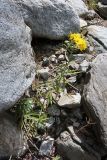 Hieracium umbellatum