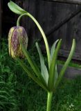 Fritillaria sajanensis